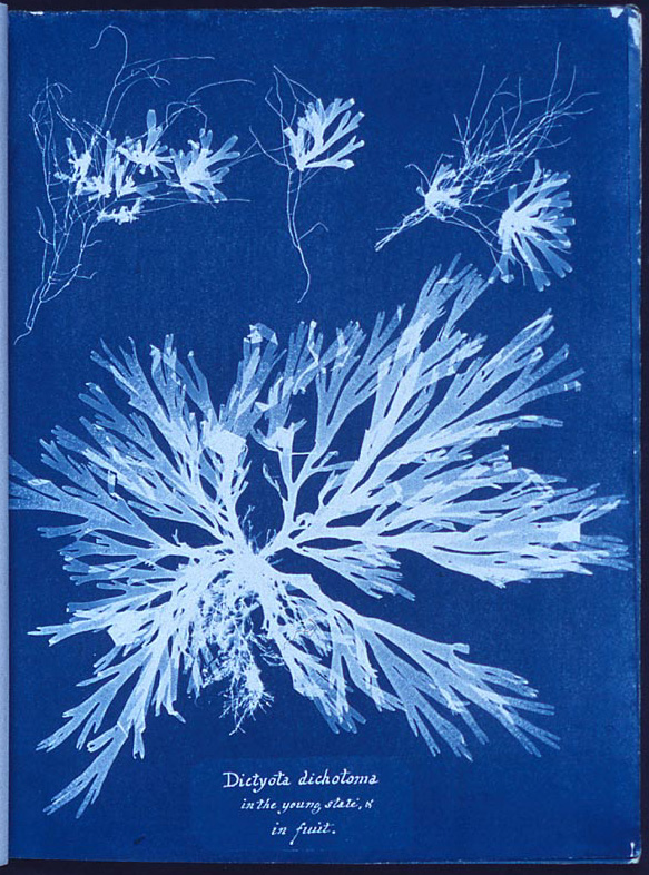 A cyanotype photogram made by Atkins which was part of her 1843 book, Photographs of British Algae: Cyanotype Impressions.